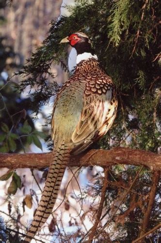 Ringneck Pheasant Chicks for Sale | Cackle Hatchery