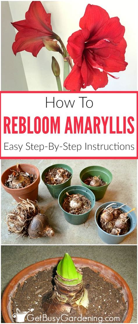 How To Rebloom Amaryllis (8 Easy Steps!) - Get Busy Gardening ...