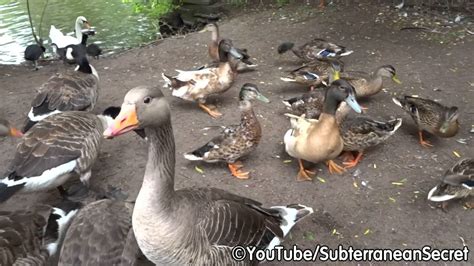 Duck, Geese and Swan Feeding Frenzy - YouTube