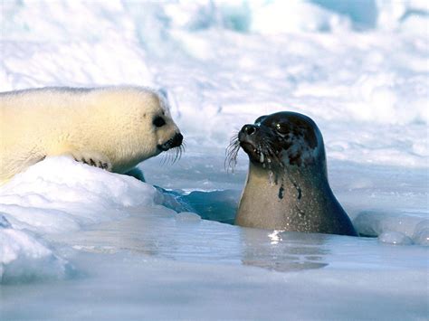 Baby Seal Wallpapers - Wallpaper Cave