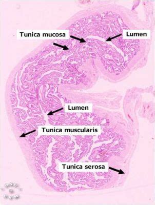 Oviduct Histology - Oviduct, pig (labels) - histology slide