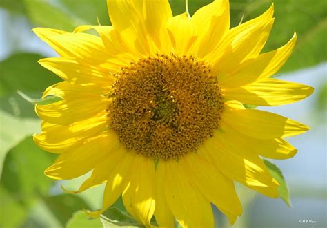 Gold by Nature - Sunflower Photograph by Maria Urso | Fine Art America