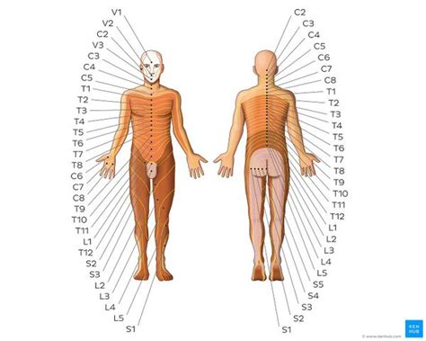 Referred Pain - Physiopedia