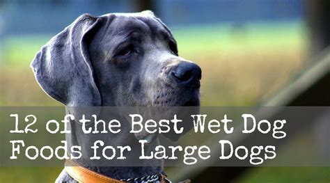 Top 12 Best Wet Dog Food Brands Sold In 2019 | Therapy Pet