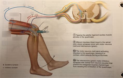 21.3 Patellar (Knee-Jerk) Reflex Diagram | Quizlet