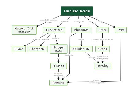 Biomolecules Concept Map Template | EdrawMind