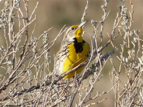 Best Time to Visit Theodore Roosevelt National Park + Wildlife You Can See (Bison, Bighorns, and ...