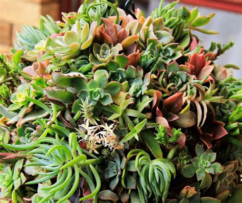 How to Treat Fungus on Succulents? - Succulents Help