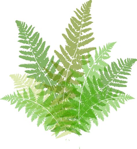 Find hd free Fern Clipart Vegetation - Ostrich Fern. Download it free ...