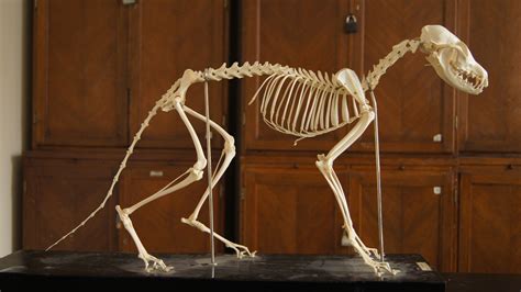 fox muscle structure | Fox anatomy, Cat skeleton, Anatomy for artists