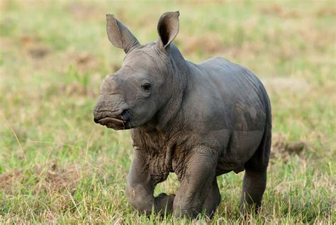 baby rhinos - Google Search | Bébés animaux, Bébé rhinocéros, Animaux les plus mignons