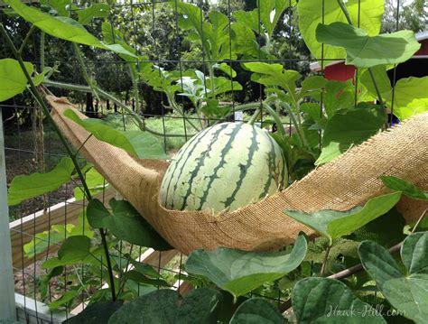 Growing Watermelons Vertically on a Chicken Coop as a Trellis - Hawk Hill