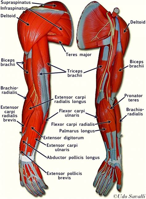 Arm Muscle Diagram - exatin.info