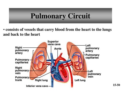 PPT - Chapter 15 Cardiovascular System PowerPoint Presentation, free ...