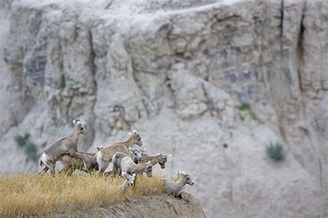 The Way We See It: Badlands National Park 2009: Wildlife Landscapes