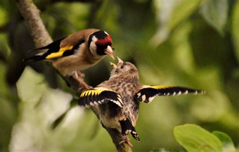 Gerda's photo blog : June 1 - goldfinch chick being fed