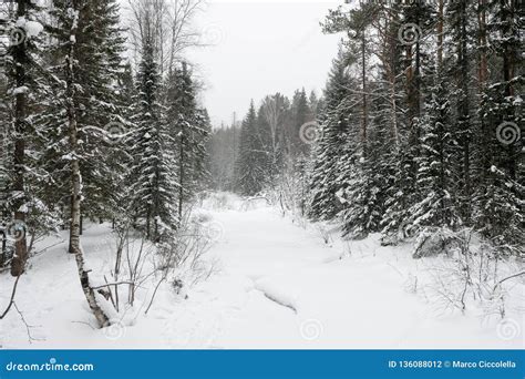 Forest in Winter is Completely Frozen in Russia. Temperature is -30Â°C and Everything is White ...