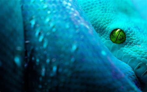 Snake eye, green, eye, serpent, skin, blue, reptile, snake, HD wallpaper | Peakpx