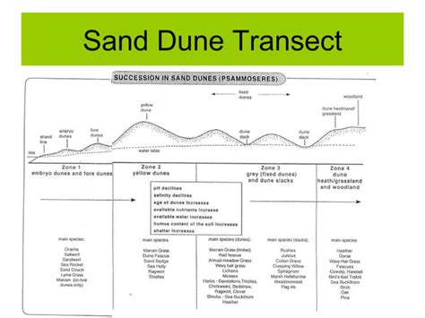 Biosphere : Sand Dune Succession | PPT