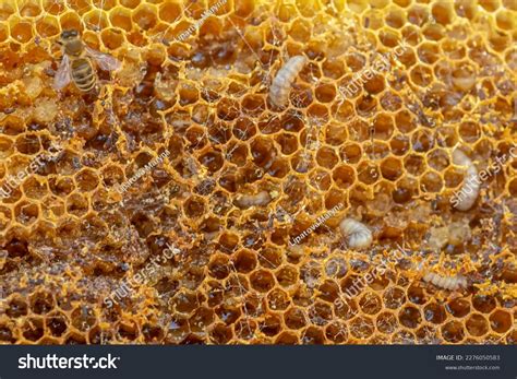 Waxworms Caterpillar Larvae Wax Moths On Stock Photo 2276050583 | Shutterstock