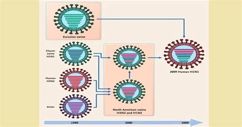 Reassortment – a genetic process - Assignment Point