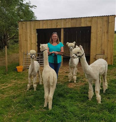 Tips to develop Alpaca Farms | Alpaca Breeders of Vermont