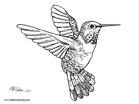 Realistic Hummingbird Coloirng Pages - Free Printable Coloring Pages