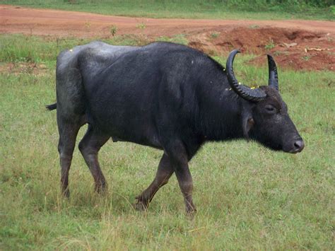 Buffle d'eau : Animaux : Parc national de Yala : Côte Sud : Sri Lanka : Routard.com