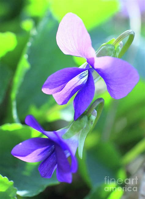 Violet flowers Photograph by Krista Kulas - Fine Art America