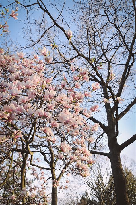 High Park Cherry Blossoms: The 2013 Edition • GAIL AT LARGE