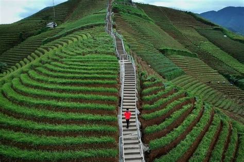 Terasering Panyaweuyan, Tempat Wisata Hits dan Viral di Majalengka: Pesona Kebun Sayur di Kaki ...