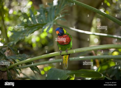 Tropical Birds; Parrots Stock Photo - Alamy