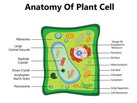 Plant Cell Clipart