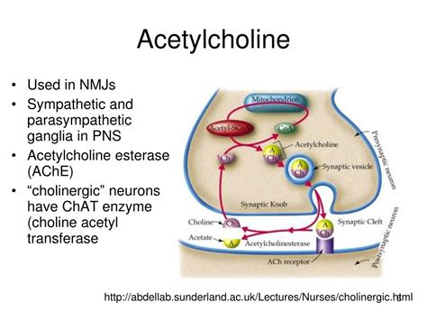 PPT - Neurotransmitters, Neurotransmitter receptors and their effects PowerPoint Presentation ...