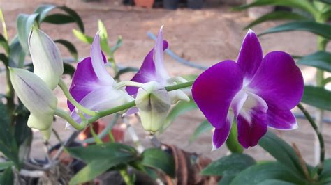 Purple Dendrobium Orchids