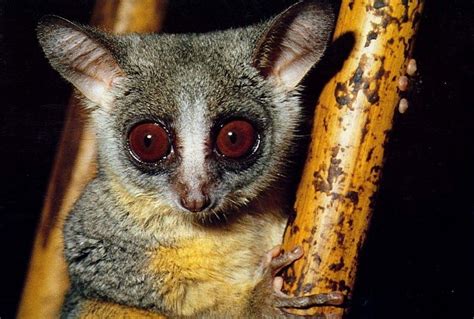 en.wikipedia.org/wiki/Galago Galagos /ɡəˈleɪɡoʊz/, also known as bushbabies, bush babies or ...