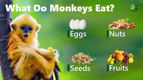 What Do Monkeys Eat? Their Diet Explained - IMP WORLD