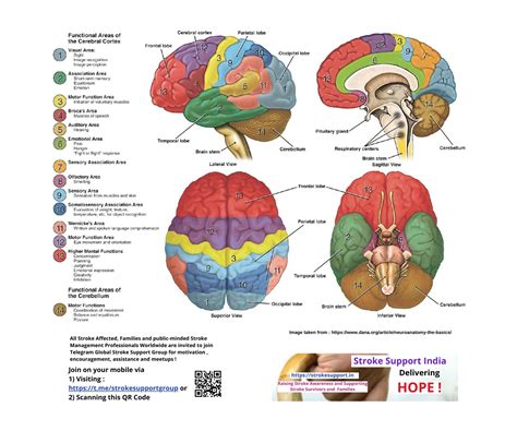 Human Brain Images Anatomy