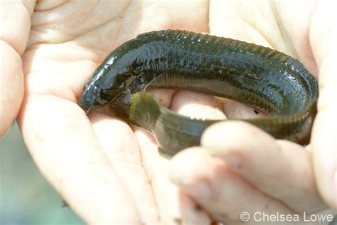 baby eel, Sidney Island | Flickr - Photo Sharing!