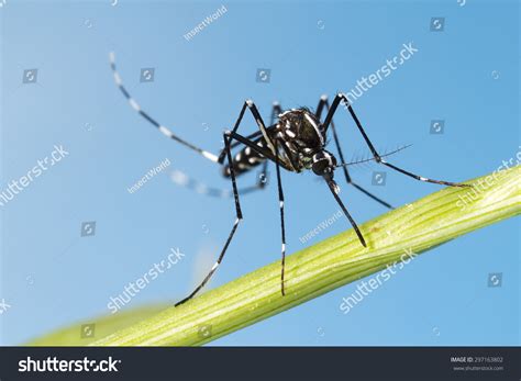 512 Asian tiger mosquito Images, Stock Photos & Vectors | Shutterstock