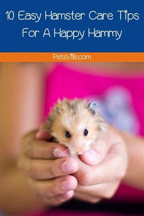 10 Hamster Care Tips to Make Them Happy & Healthy! | Hamster care ...