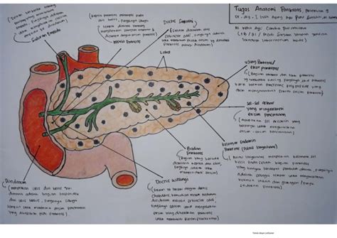 Anatomi Fisiologi Gambar Anatomi Pankreas | PDF