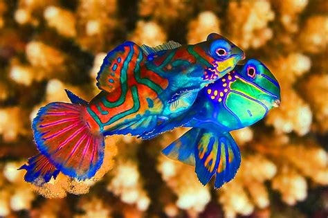 MANDARIN FISH photos - wallpapers (ανανεωμένο) | the fun bank