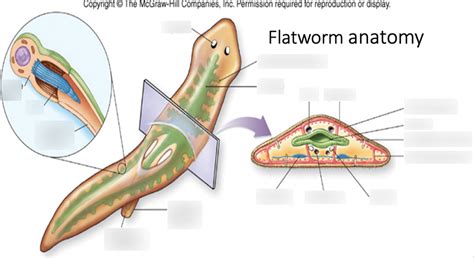 FLATWORM ANATOMY Diagram | Quizlet