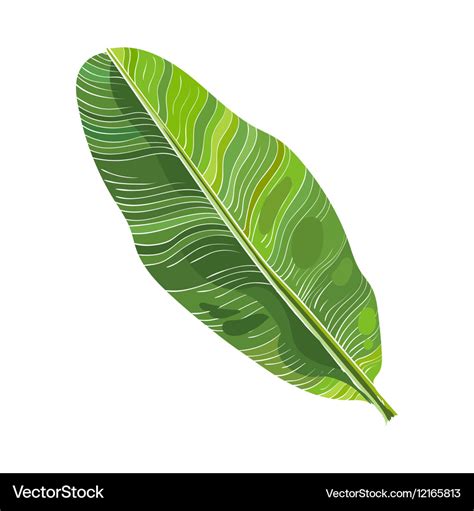 Full fresh leaf of banana palm tree Royalty Free Vector