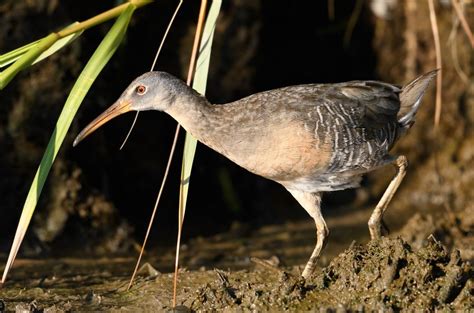 10 Marsh Birds Teaching Us About Wetlands | Audubon New York