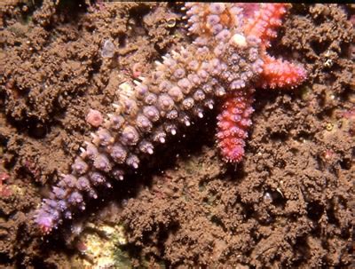 Starfish: Characteristics, reproduction, habitat, types and more