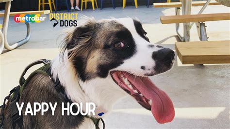 metrobar | Yappy Hour with District Dogs!