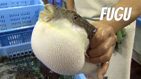 Fugu-fish: risky Japanese delicacy. English version - YouTube