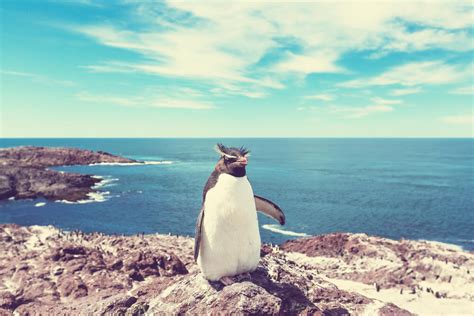 Where to See Penguins in Argentina: 6 Destinations in Patagonia